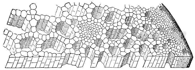 马蹄莲花(Zantedeschia a埃塞俄比亚)茎横截面，植物细胞结构放大- 19世纪